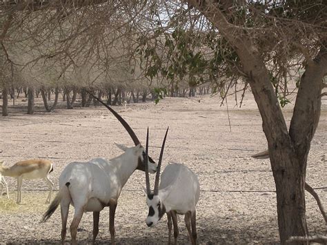sir bani yas island wildlife  It’s a 25-minute boat ride from Jebel